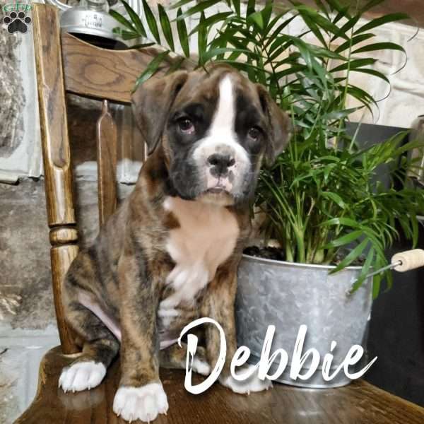 Debbie, Boxer Puppy