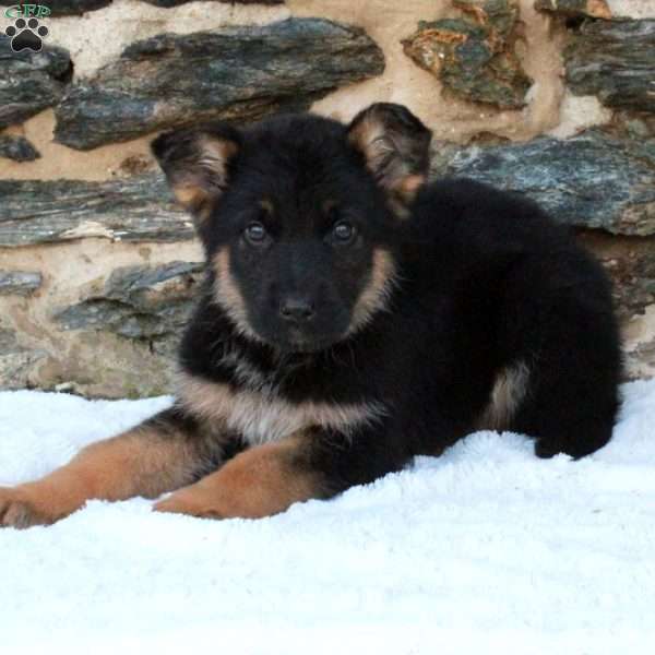 Declan, German Shepherd Puppy