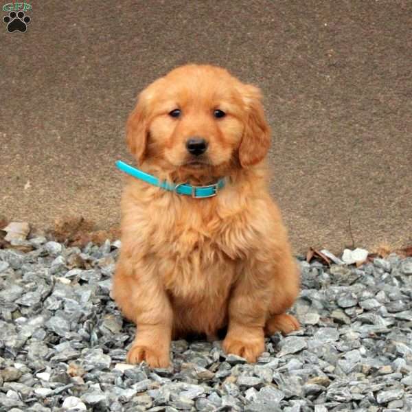 Denny, Golden Retriever Puppy