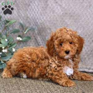 Derek, Miniature Poodle Puppy