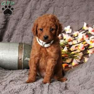 Dewey, Mini Goldendoodle Puppy