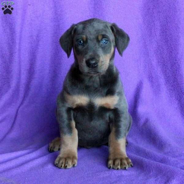 Dexter, Doberman Mix Puppy