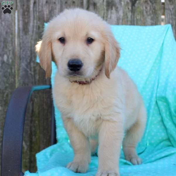 Dexter, Golden Retriever Puppy