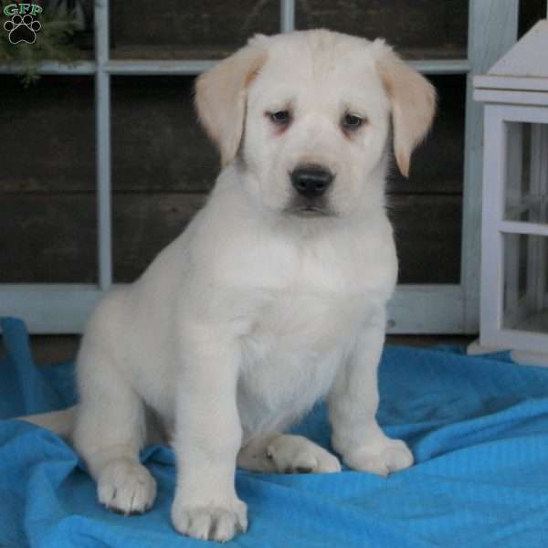 Dexter, Golden Labrador Puppy