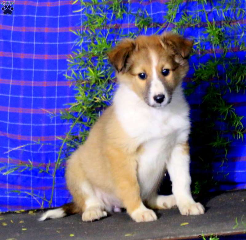 Onset Rejse Rough sleep Dixie - Sheltie Mix Puppy For Sale in Pennsylvania