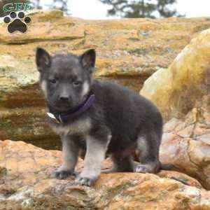 Dodger, German Shepherd Puppy