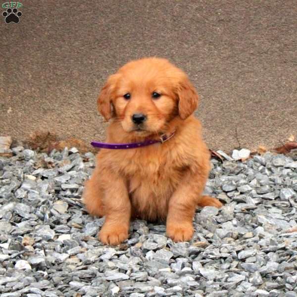 Dolly, Golden Retriever Puppy