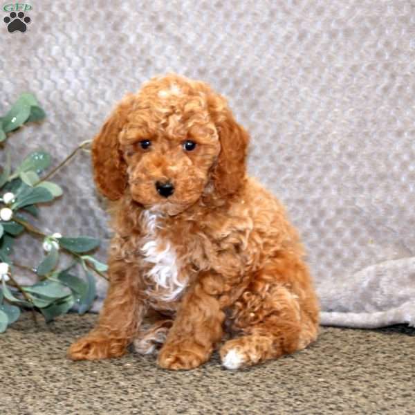 Donnie, Miniature Poodle Puppy