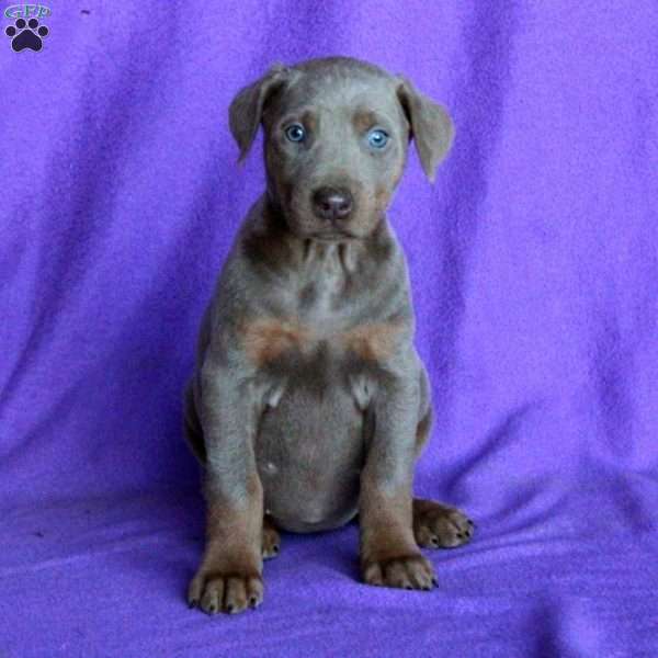 Dream, Doberman Mix Puppy