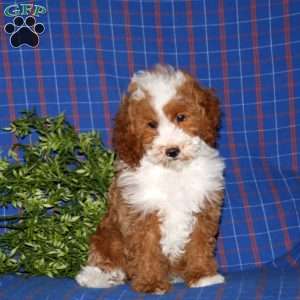 Duff, Miniature Poodle Puppy