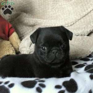 Pug Puppies For Sale | Greenfield Puppies