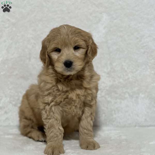 Dash, Mini Goldendoodle Puppy