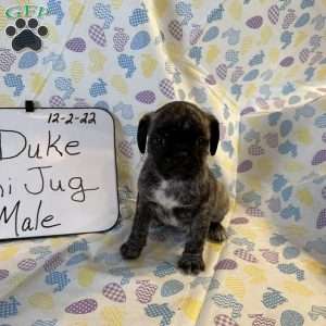 Duke, Jug Puppy