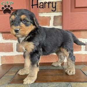Harry F1b, Bernedoodle Puppy