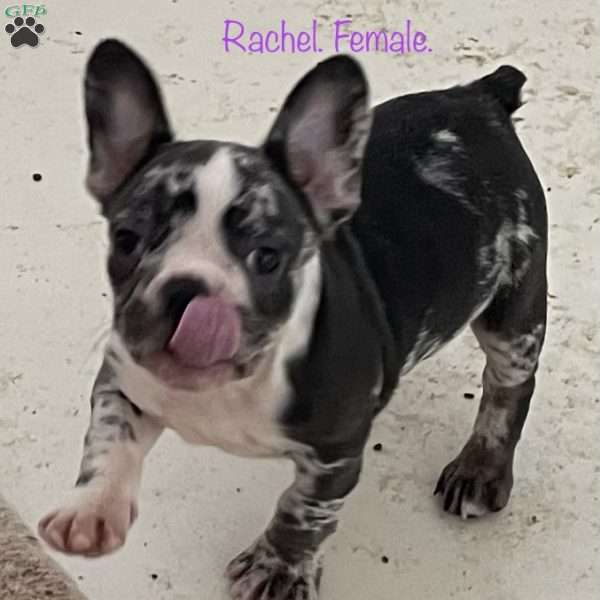 Rachel, French Bulldog Puppy
