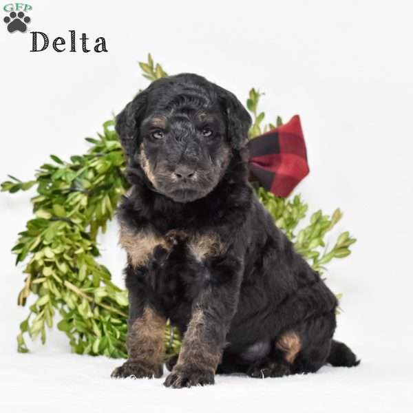 Delta, Standard Poodle Puppy