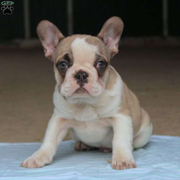 Ernesto, French Bulldog Puppy