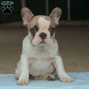 Ernesto, French Bulldog Puppy