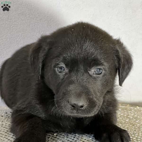 Brooke, Black Labrador Retriever Puppy