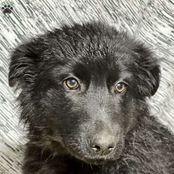 Blake, Australian Shepherd Mix Puppy
