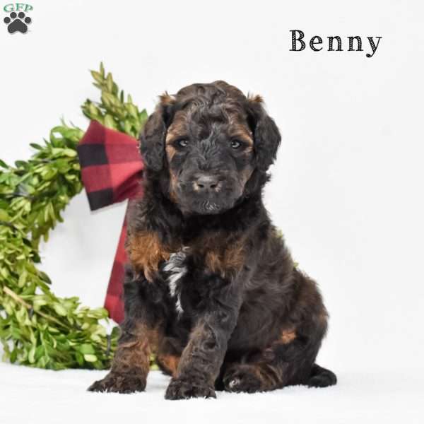 Benny, Standard Poodle Puppy