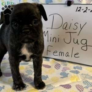Daisy, Jug Puppy