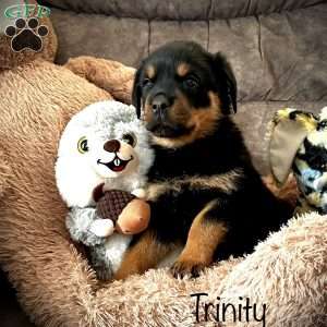 a Rottweiler puppy named Trinity