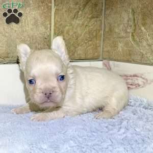 Banker, French Bulldog Puppy