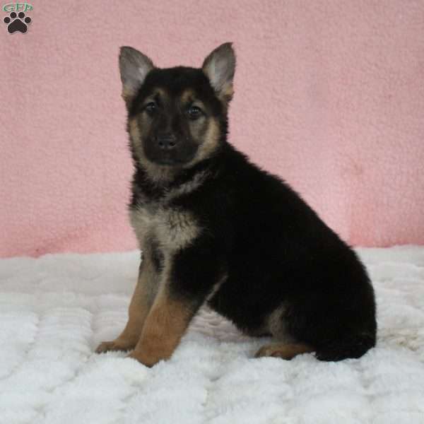 Fern, German Shepherd Puppy