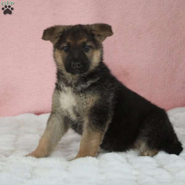Fia, German Shepherd Puppy