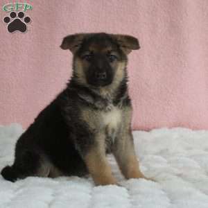 Fia, German Shepherd Puppy