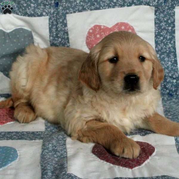 Fido, Golden Retriever Puppy