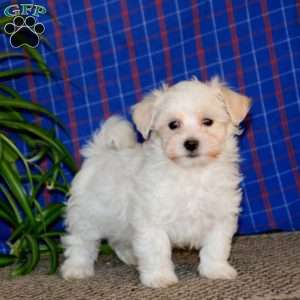 Coton Tulear Mix Puppies for Sale