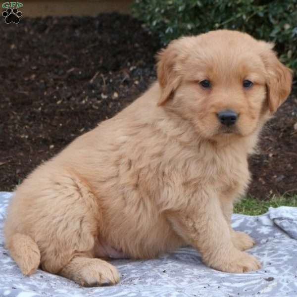 Forrest, Golden Retriever Puppy