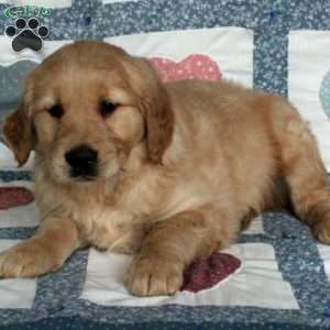 Frankie, Golden Retriever Puppy