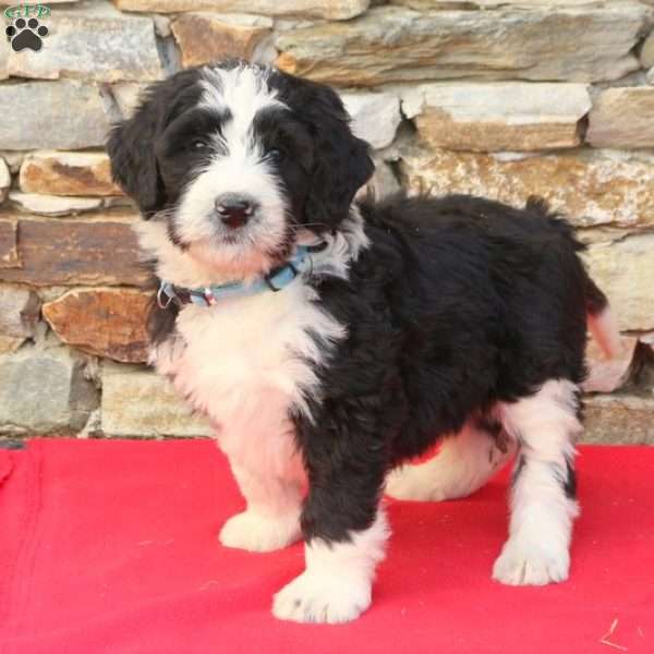 Gail, Bernedoodle Puppy