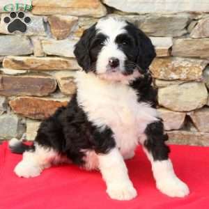 Gary, Bernedoodle Puppy