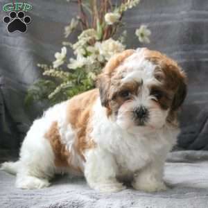 greenfield puppies shichon