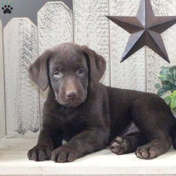George, Chocolate Labrador Retriever Puppy