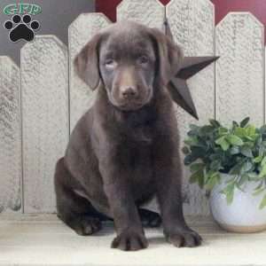 George, Chocolate Labrador Retriever Puppy