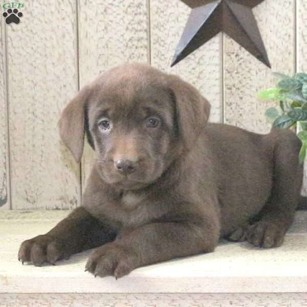 Gloria, Chocolate Labrador Retriever Puppy