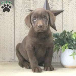 Gloria, Chocolate Labrador Retriever Puppy