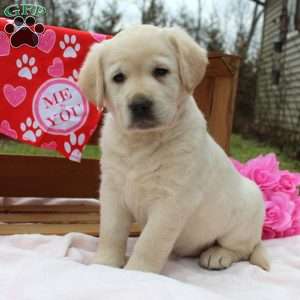 Golden Labrador Puppies For Sale | Greenfield Puppies