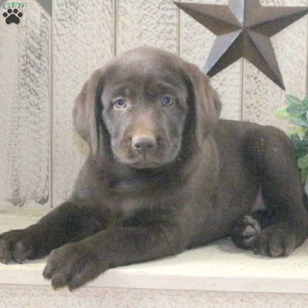 Grayson, Chocolate Labrador Retriever Puppy
