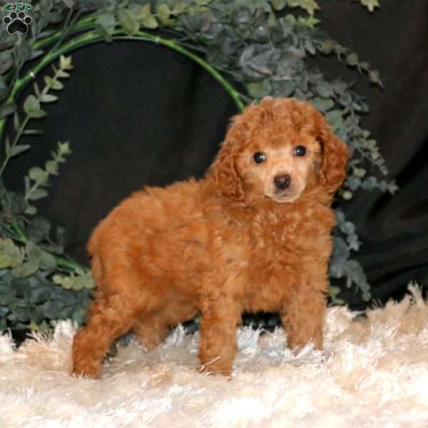 Gus, Miniature Poodle Puppy