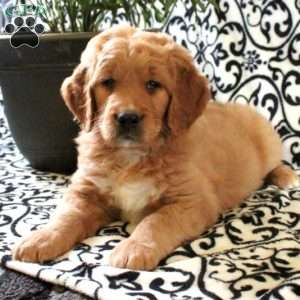 Hickory, Goldendoodle Puppy