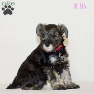 Anna, Miniature Schnauzer Puppy