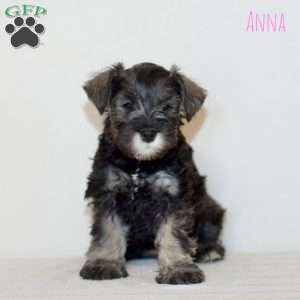 Anna, Miniature Schnauzer Puppy