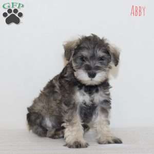 Abby, Miniature Schnauzer Puppy
