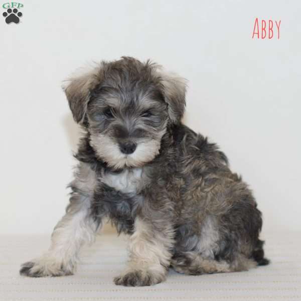 Abby, Miniature Schnauzer Puppy